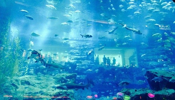 the lost chambers dubai aquarium