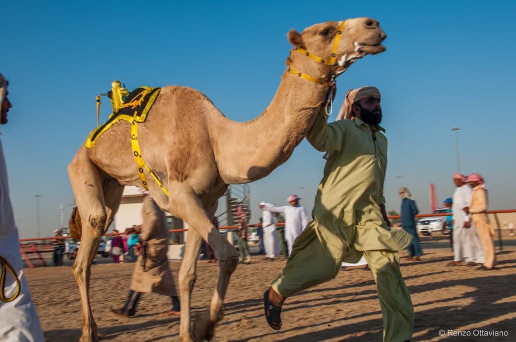 Combien Je Vaux De Chameaux Test Course de chameaux à Dubaï : tout ce qu’il faut savoir
