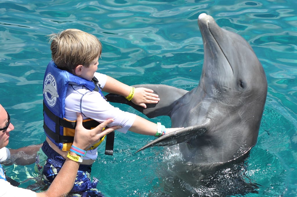 nager avec les dauphins dubai