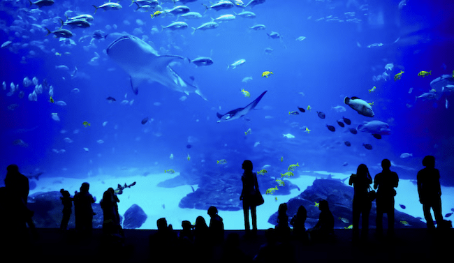 Flughafen Dubai Aquarium 1