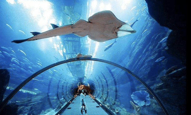 Aéroport Dubai Aquarium 2