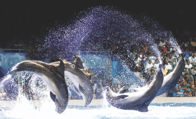 Dubai Dolphinarium 1