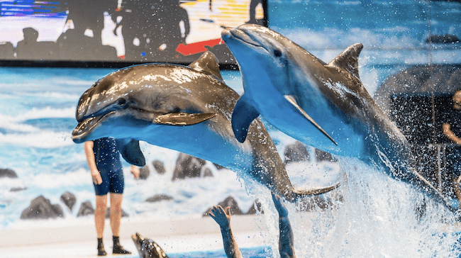 Dubai Dolphinarium 2