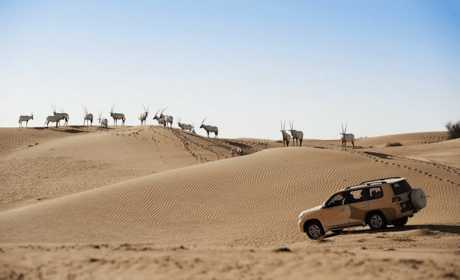 Reserva de Conservação do Deserto do Dubai 2